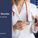 pelvic floor muscle