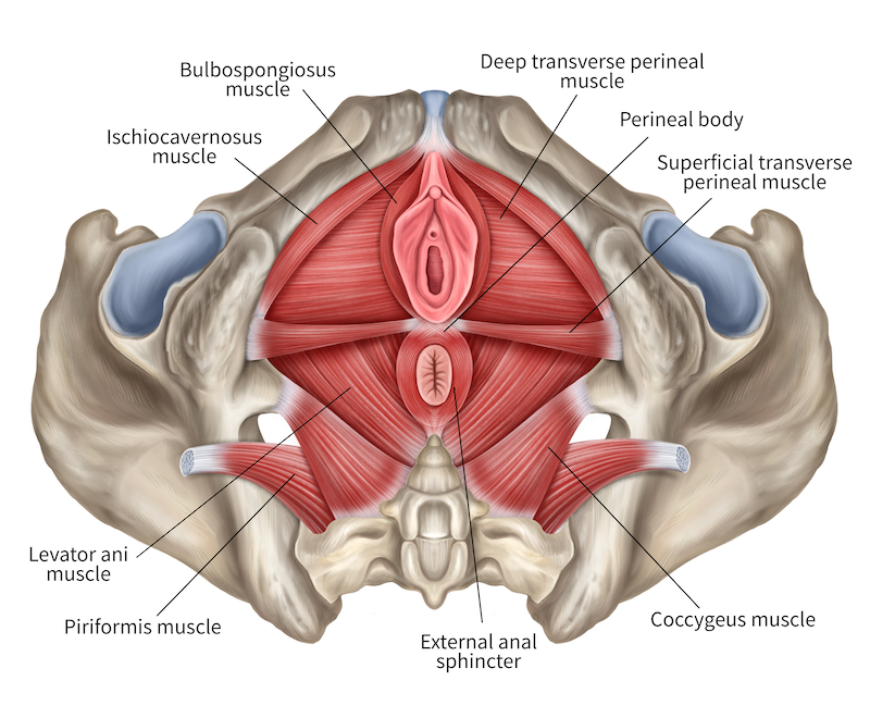pelvic floor muscles are a group of muscles and connective tissues